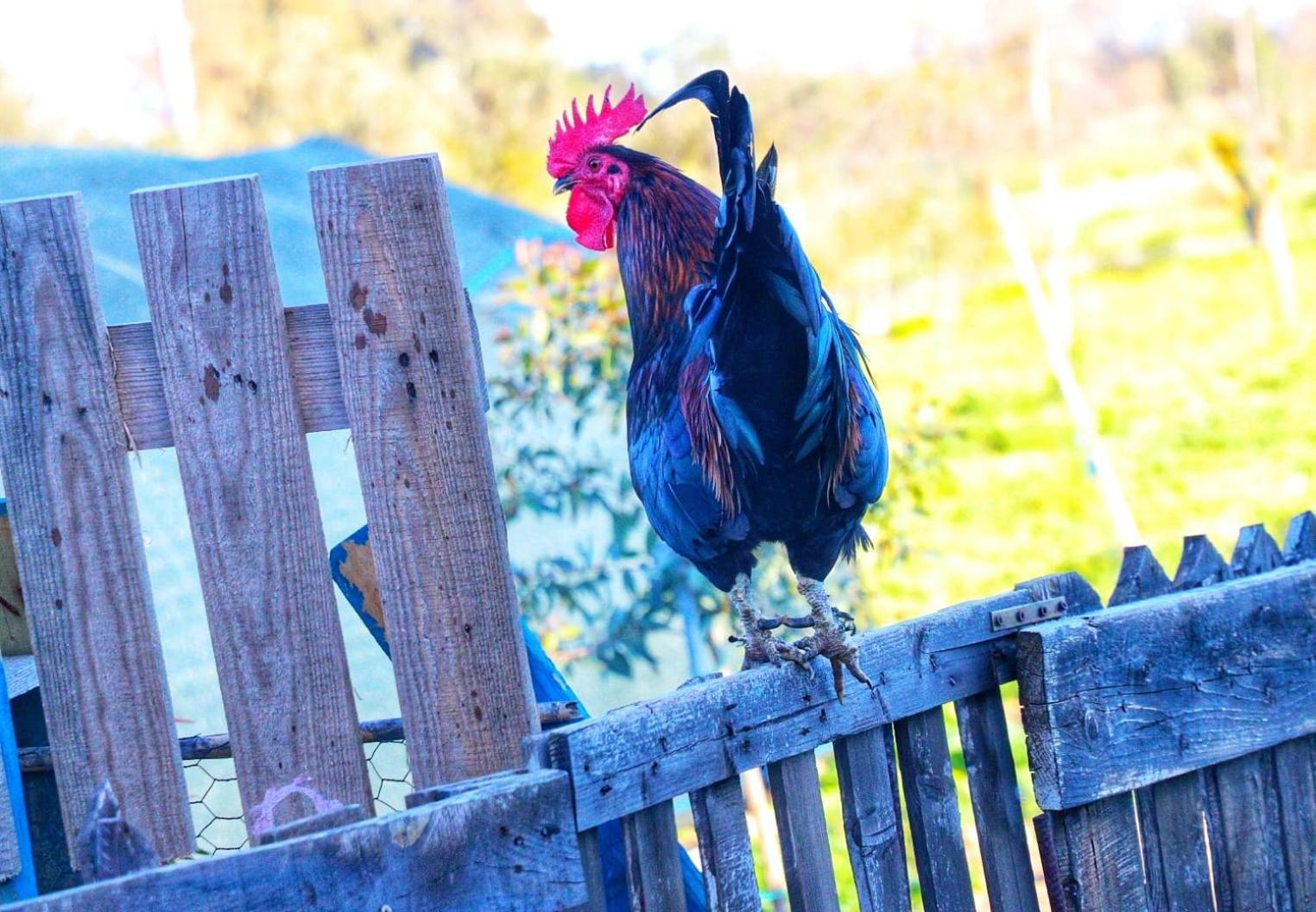 Podere Kiri Dome Experience Decimomannu 外观 照片